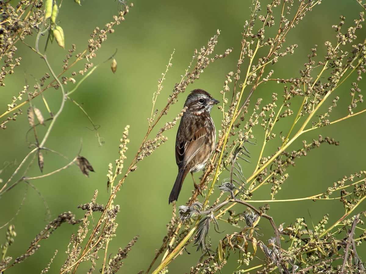 Song Sparrow - ML644680800