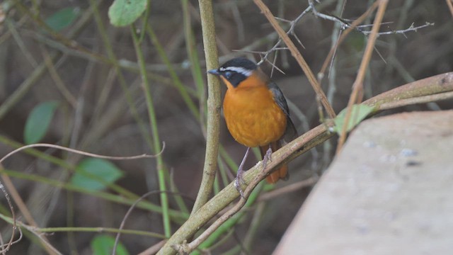 オグロツグミヒタキ - ML644680803