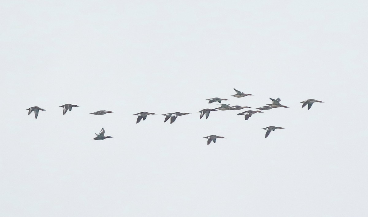 Red-breasted Merganser - ML644680806