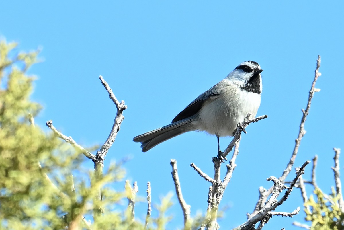 Mountain Chickadee (Rocky Mts.) - ML644680807