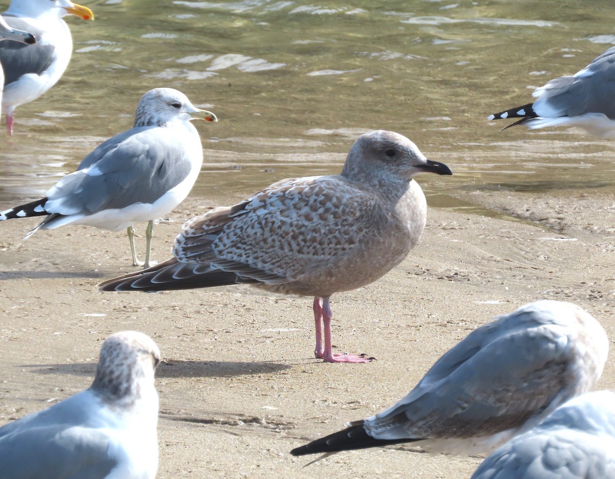 Iceland Gull (Thayer's) - ML644680809