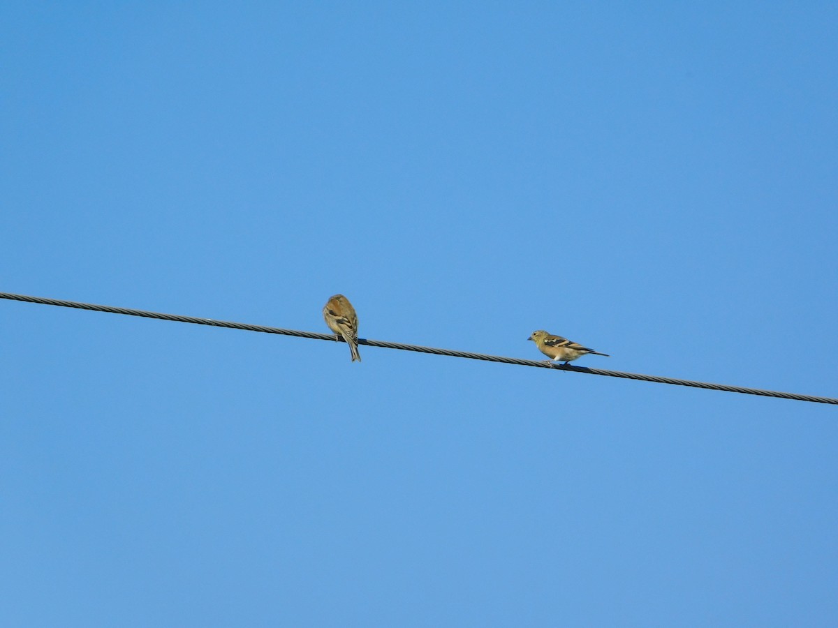 American Goldfinch - ML644680812