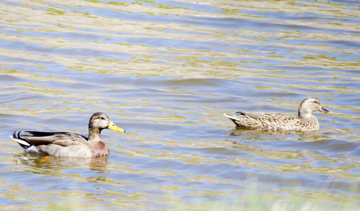 Mallard - ML644680813