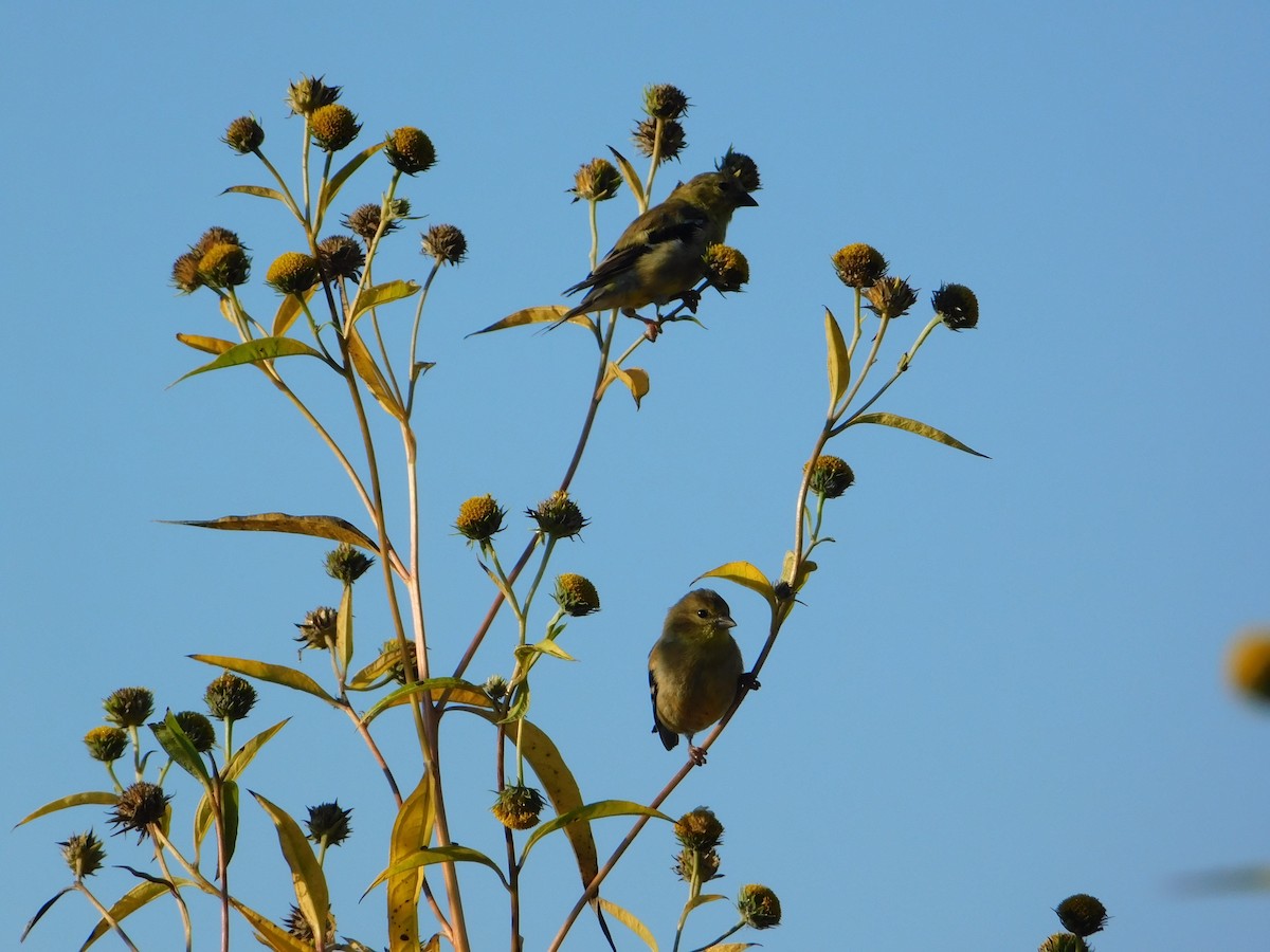 American Goldfinch - ML644680815
