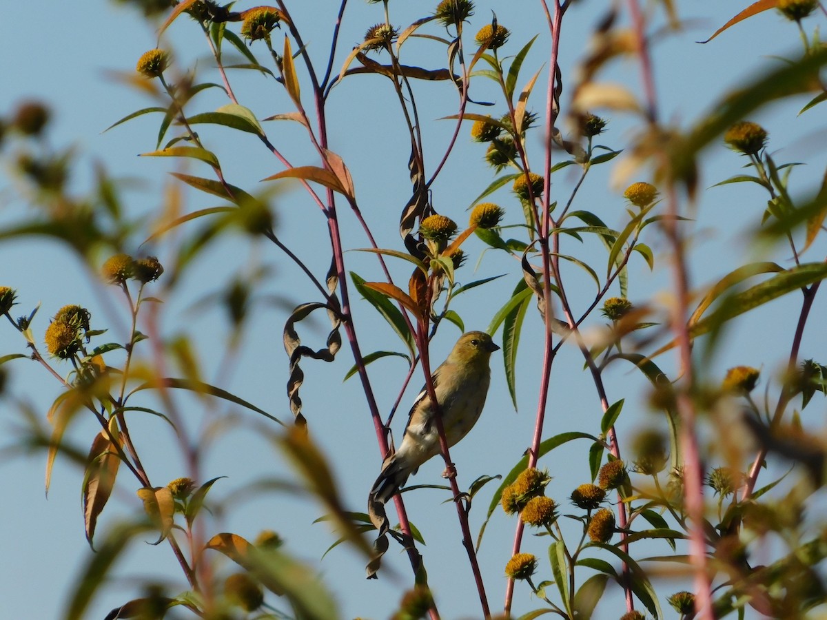 American Goldfinch - ML644680816