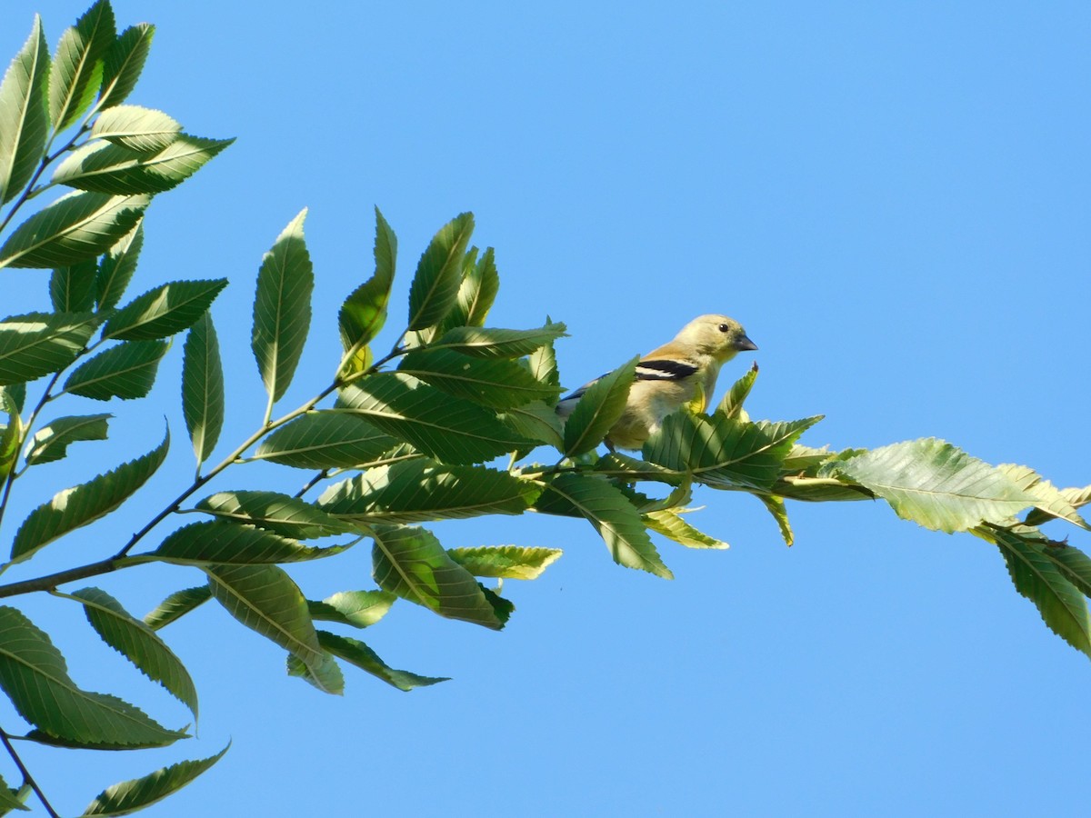 American Goldfinch - ML644680817
