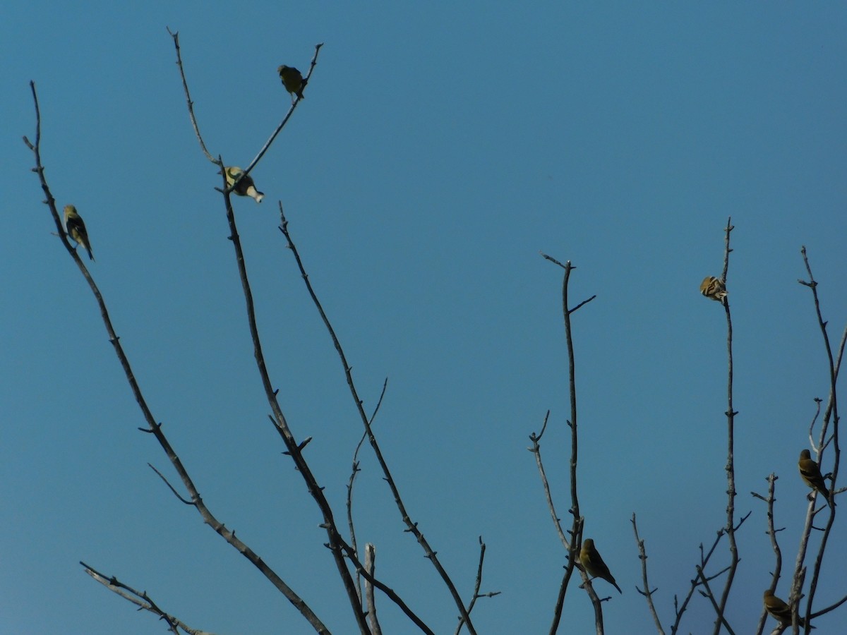 American Goldfinch - ML644680818