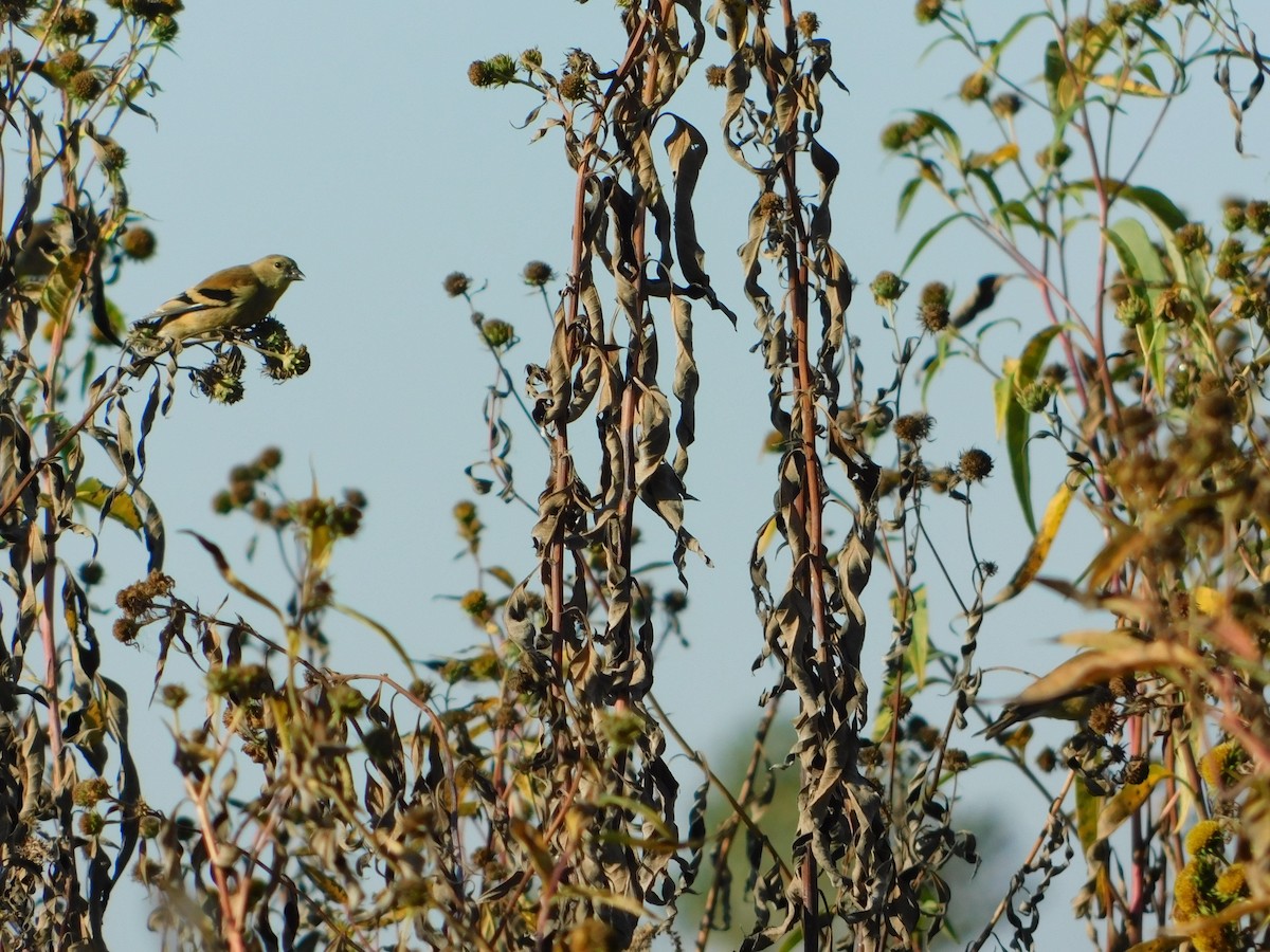 American Goldfinch - ML644680820