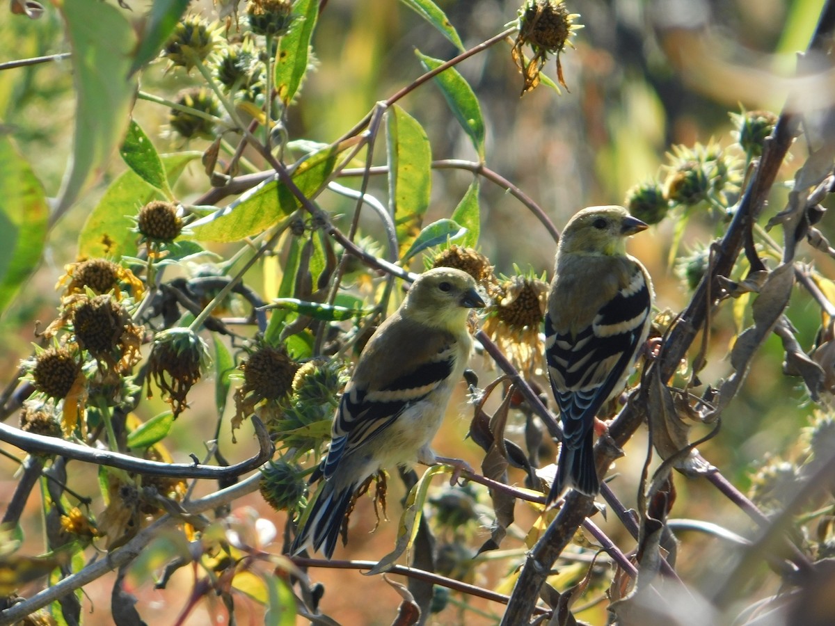 American Goldfinch - ML644680821