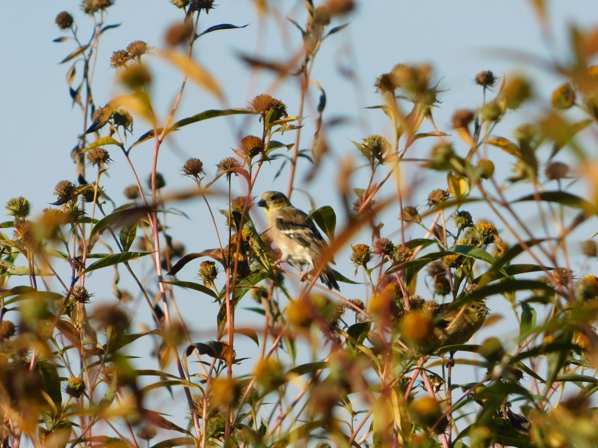 American Goldfinch - ML644680822