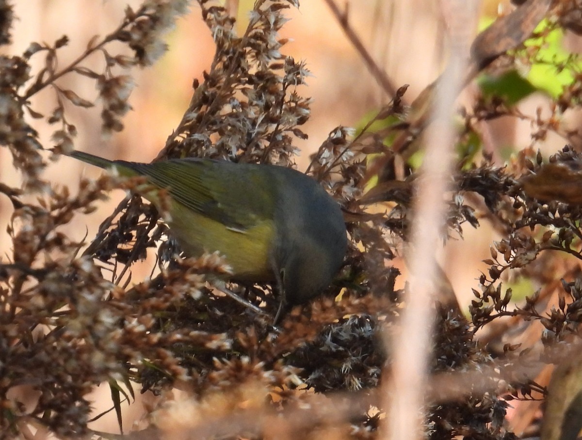Orange-crowned Warbler - ML644680823