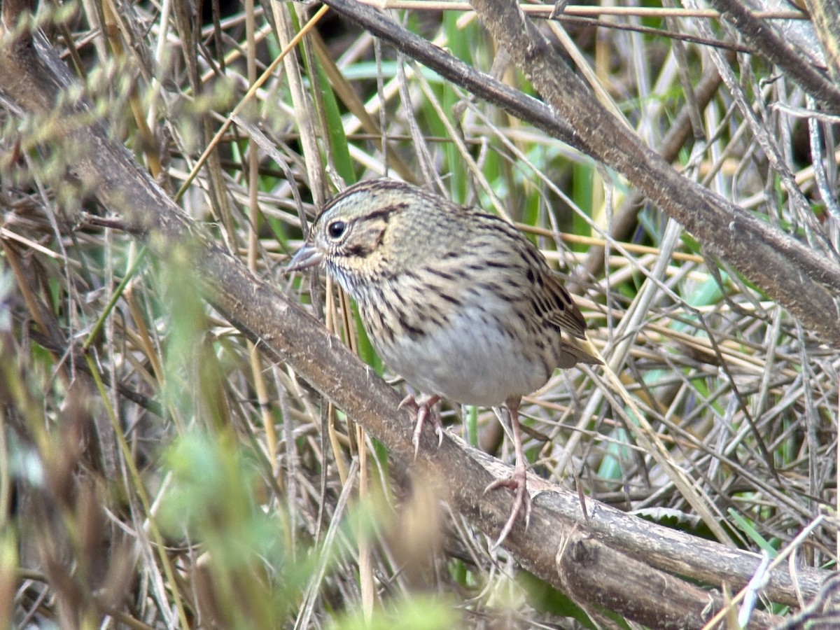 Lincoln's Sparrow - ML644680824