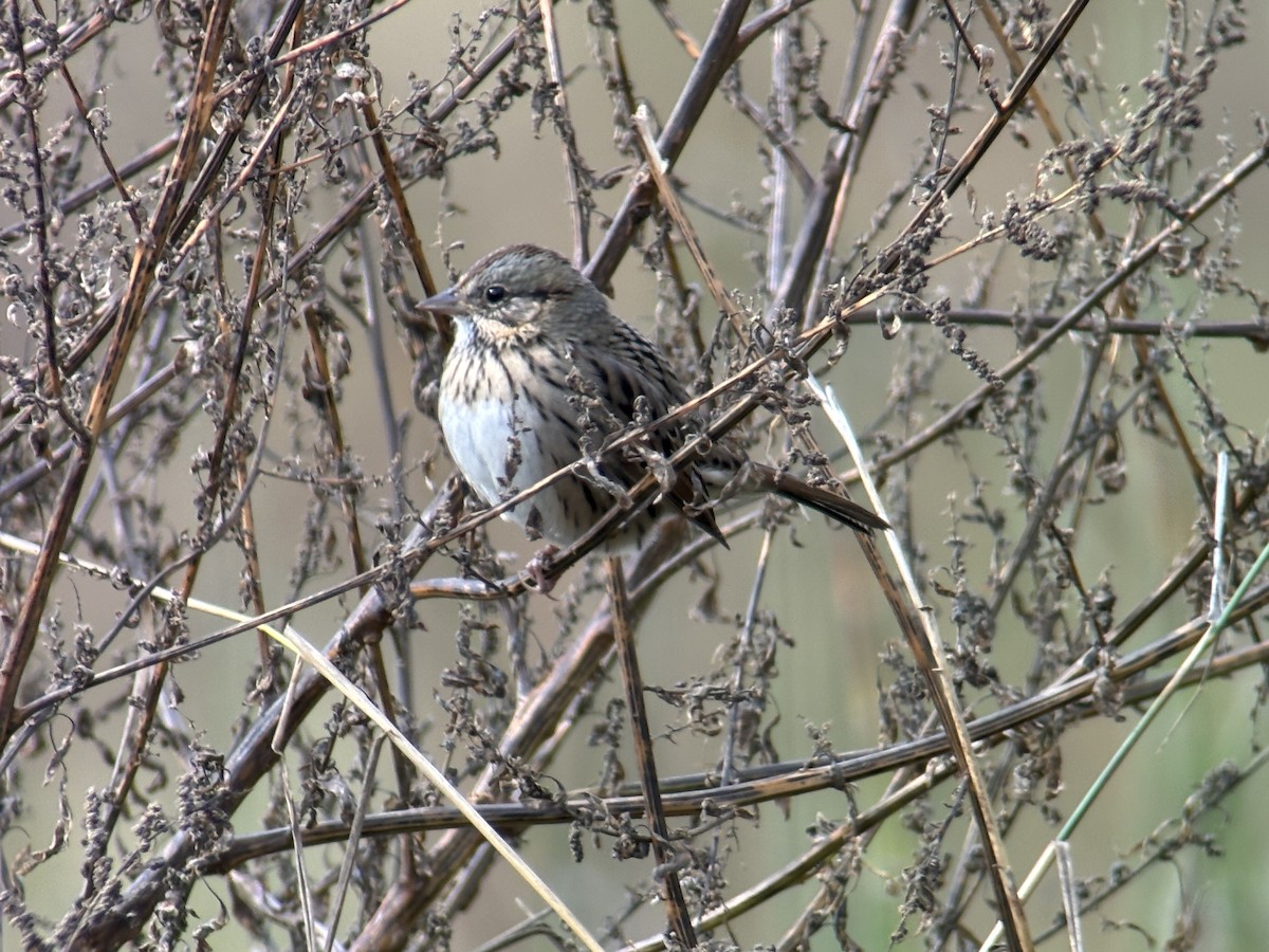 Lincoln's Sparrow - ML644680825
