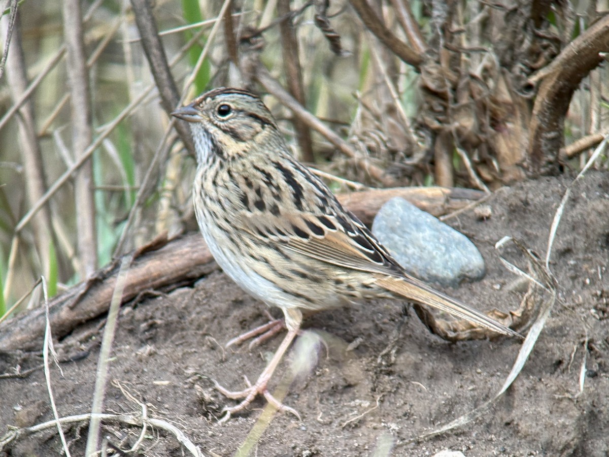 Lincoln's Sparrow - ML644680826