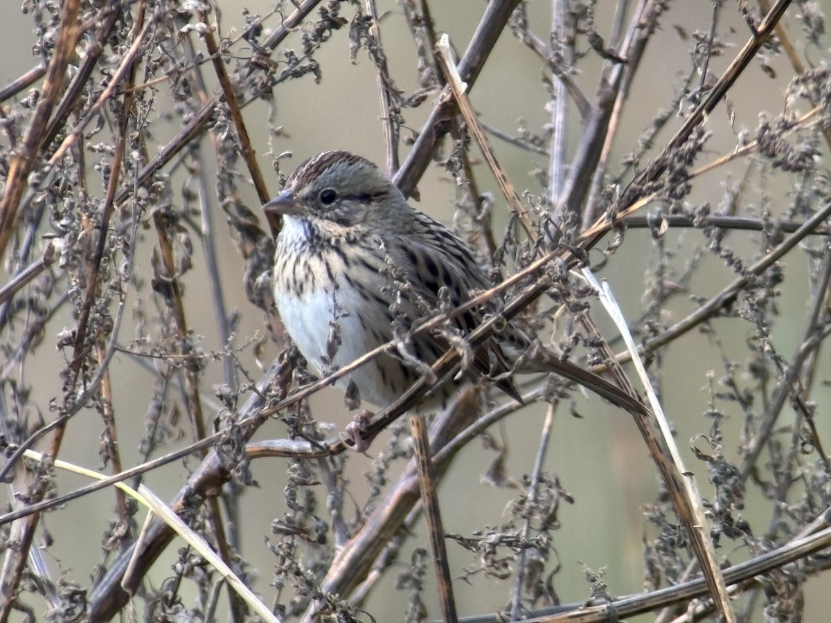 Lincoln's Sparrow - ML644680827