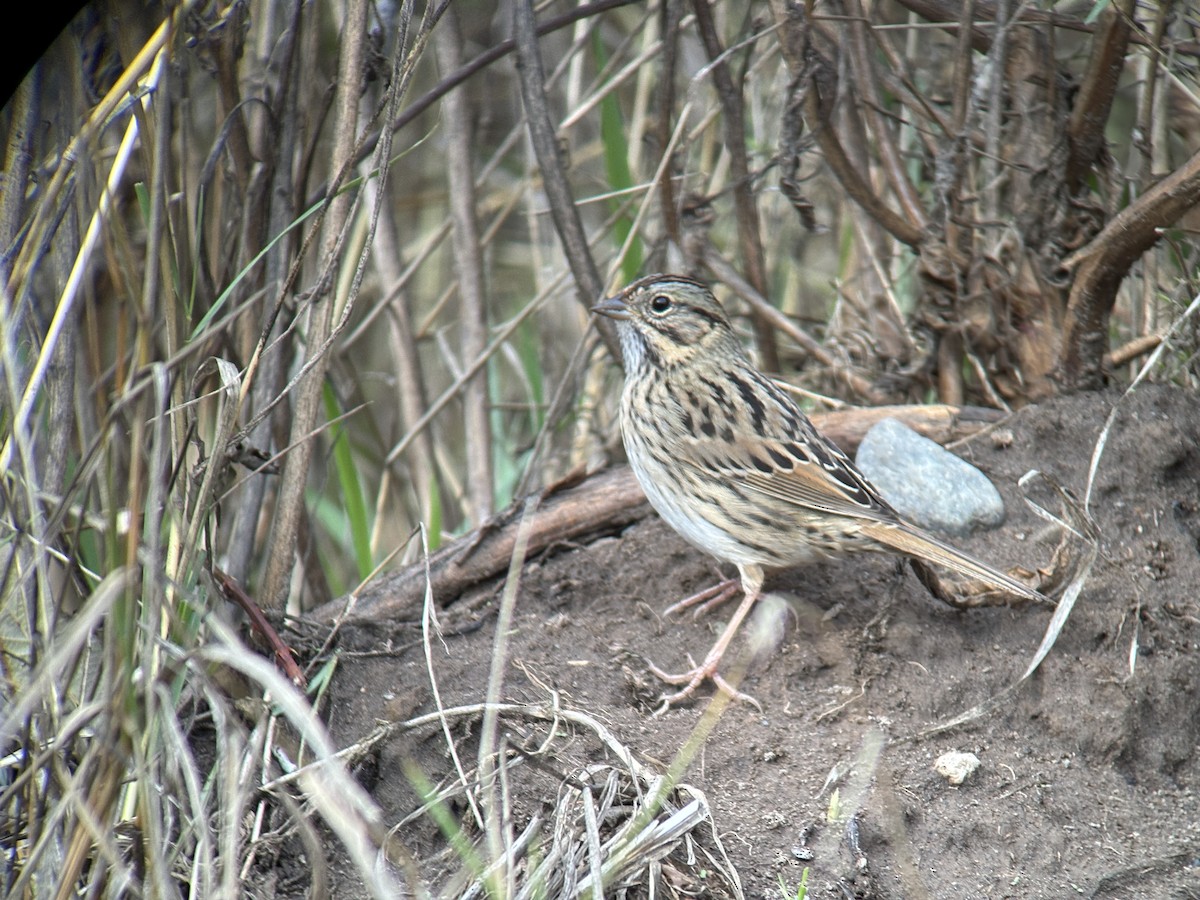 Lincoln's Sparrow - ML644680828