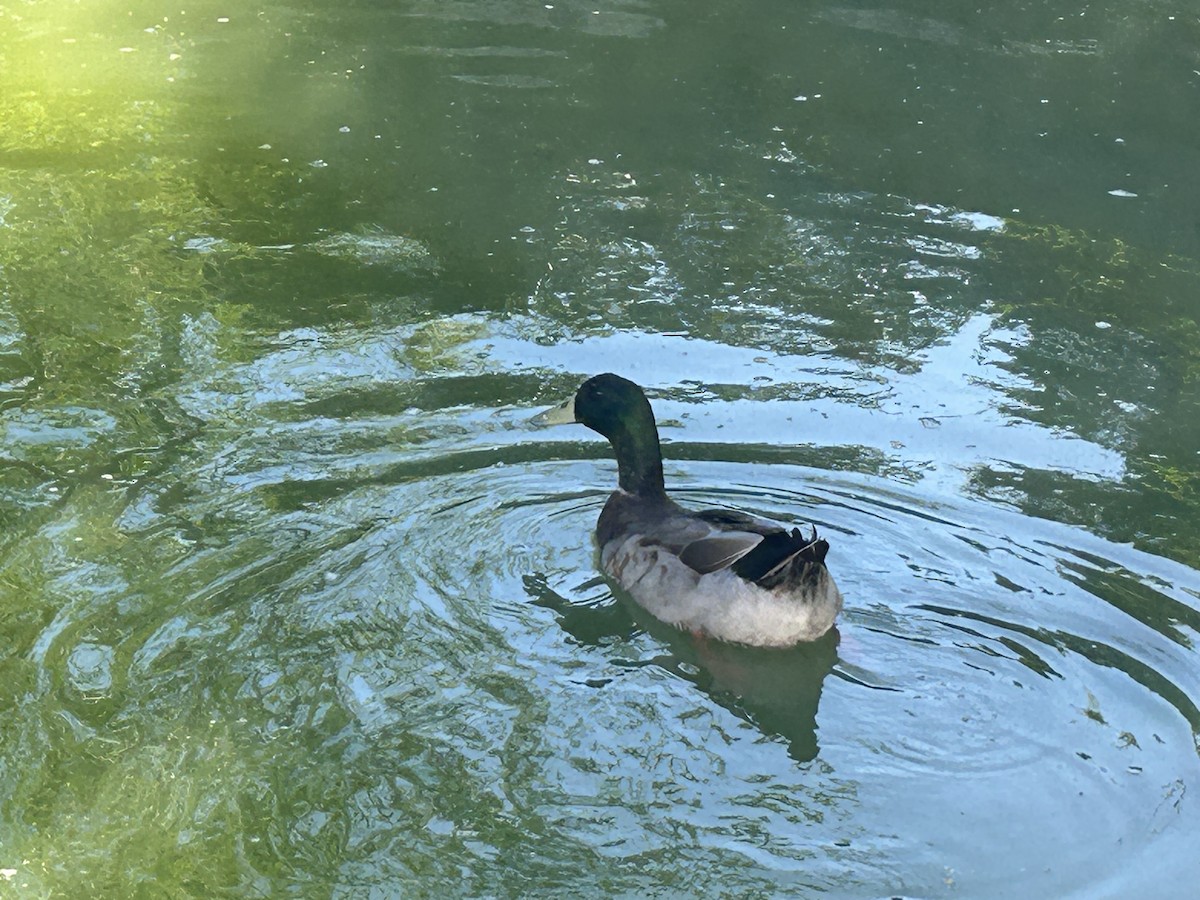 Mallard - ML644680830