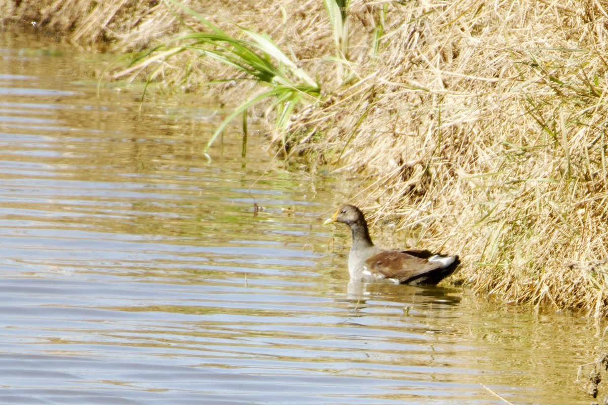 Common Gallinule - ML644680831