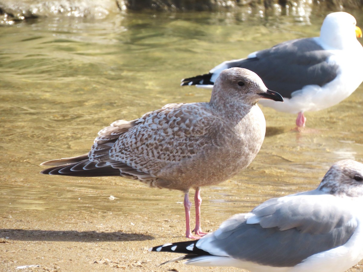 Polarmöwe (Thayermöwe) - ML644680832