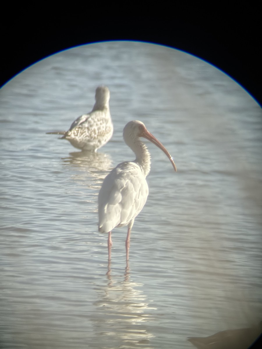 White Ibis - ML644680833