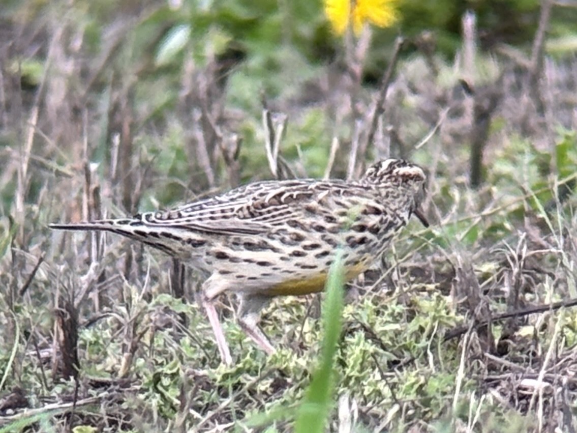 Western Meadowlark - ML644680834