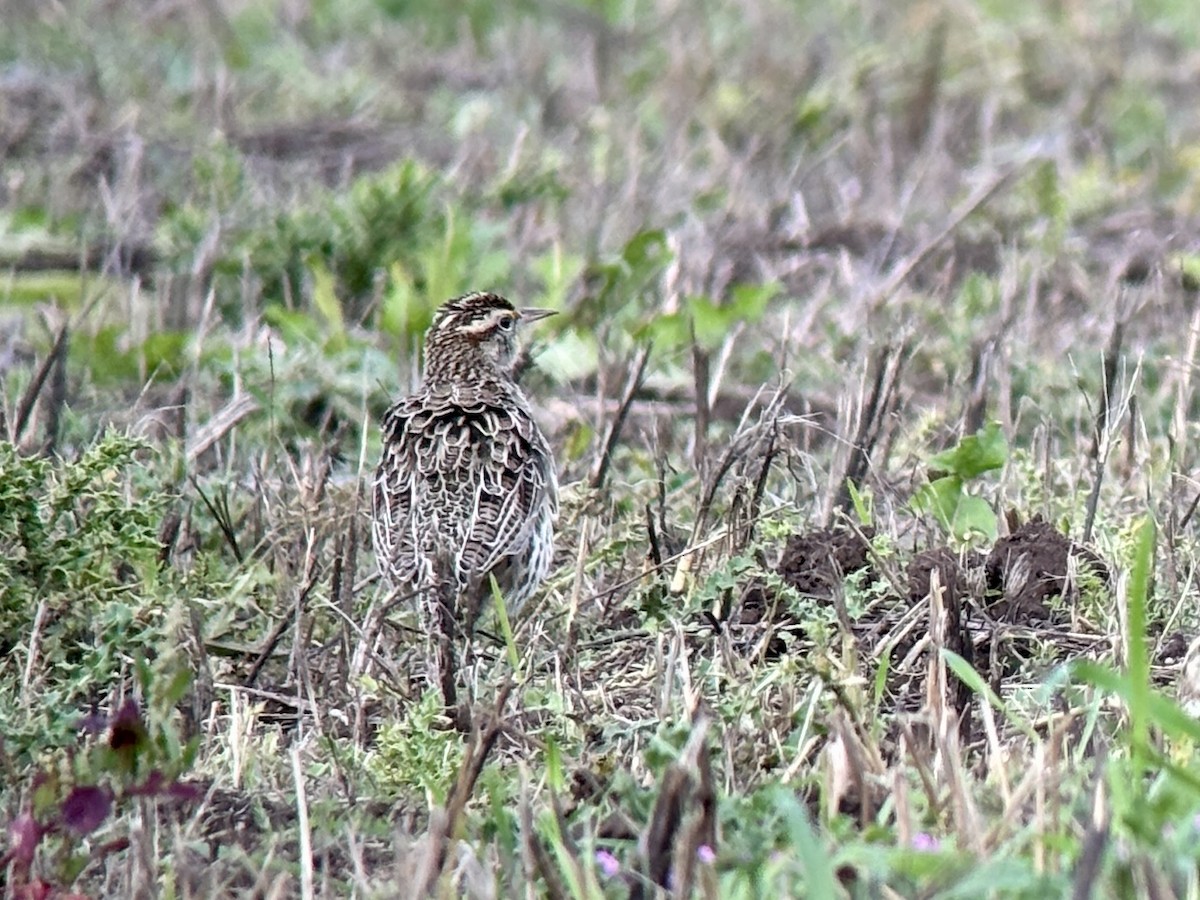 Western Meadowlark - ML644680835