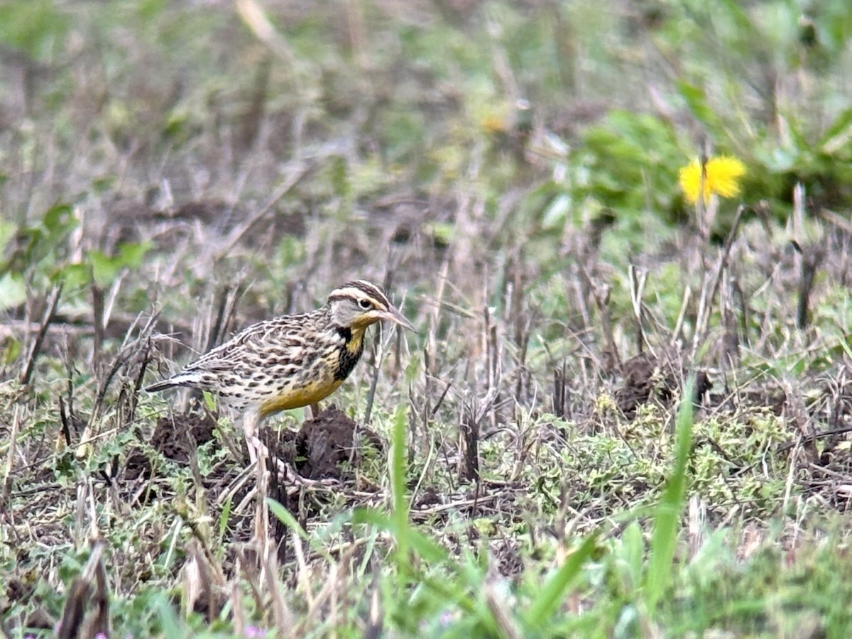 Western Meadowlark - ML644680836