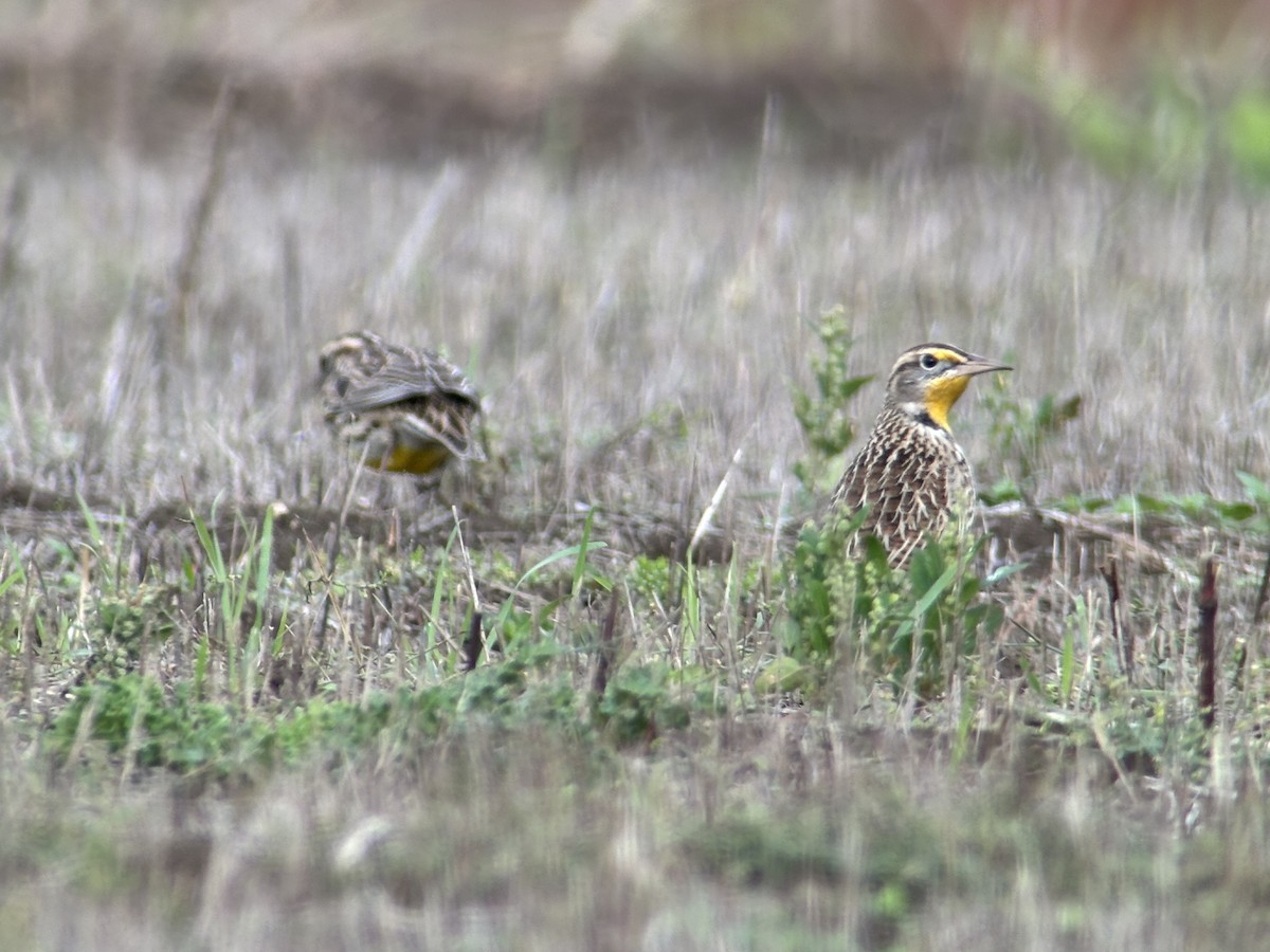 Western Meadowlark - ML644680837