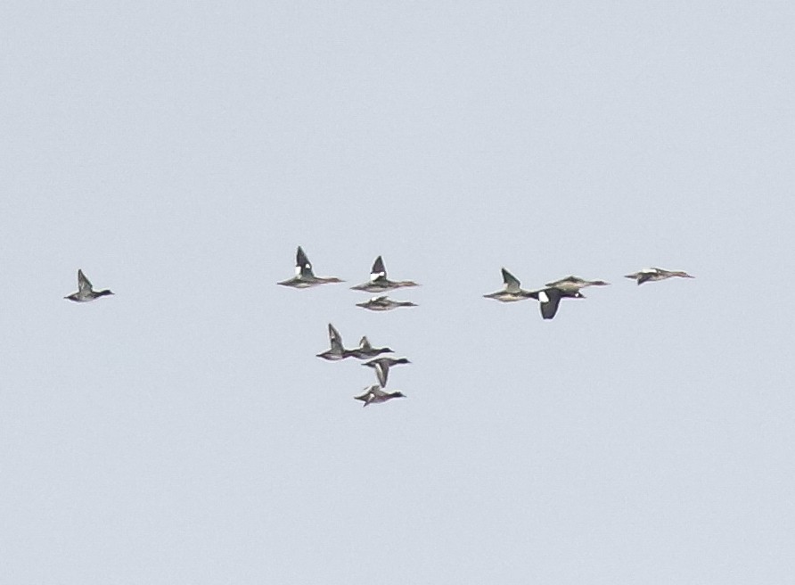 Red-breasted Merganser - ML644680838