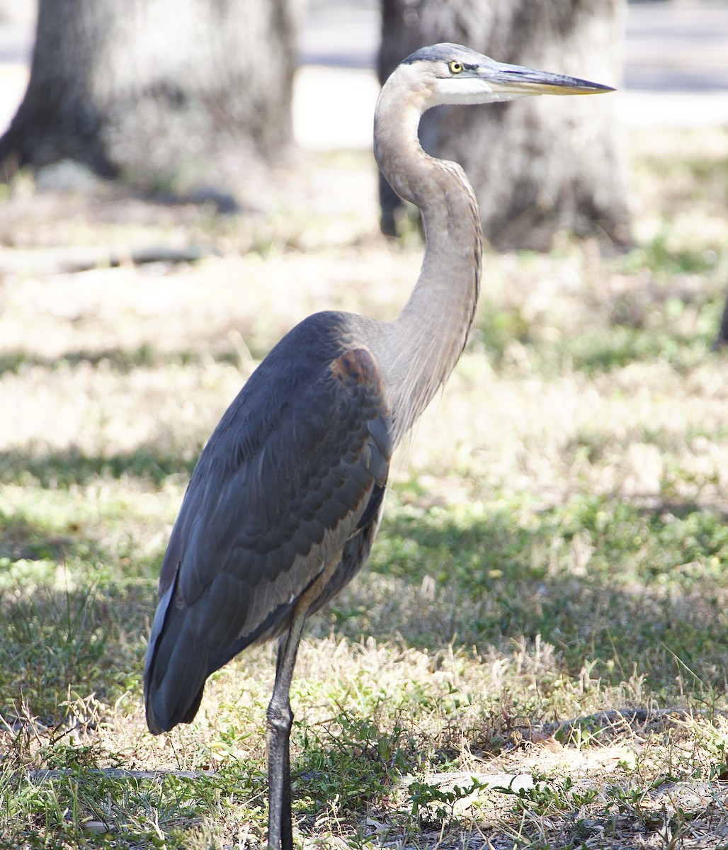 Great Blue Heron - ML644680839