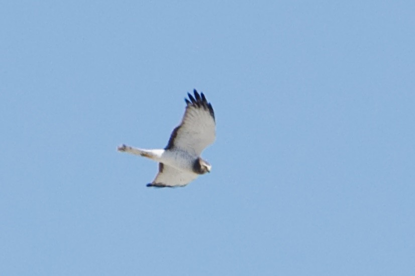 Northern Harrier - ML644680843