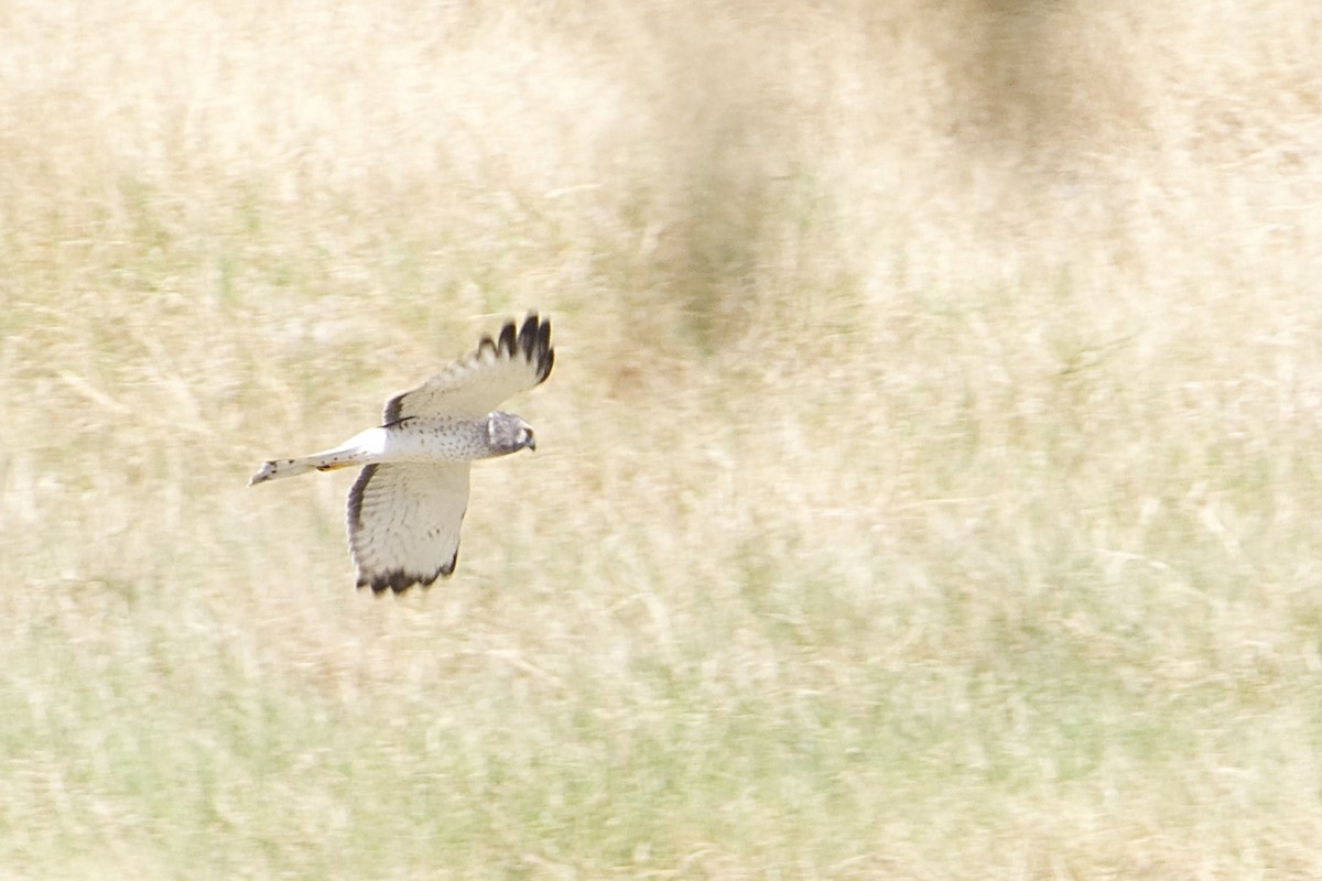 Northern Harrier - ML644680844