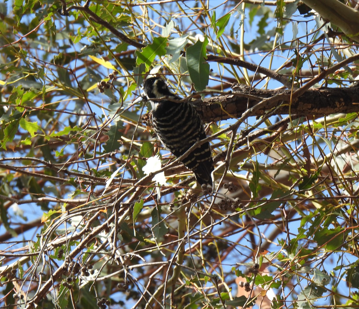 Nuttall's Woodpecker - ML644680848