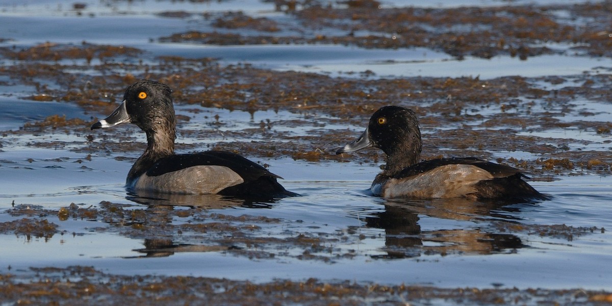 Ring-necked Duck - ML644680849