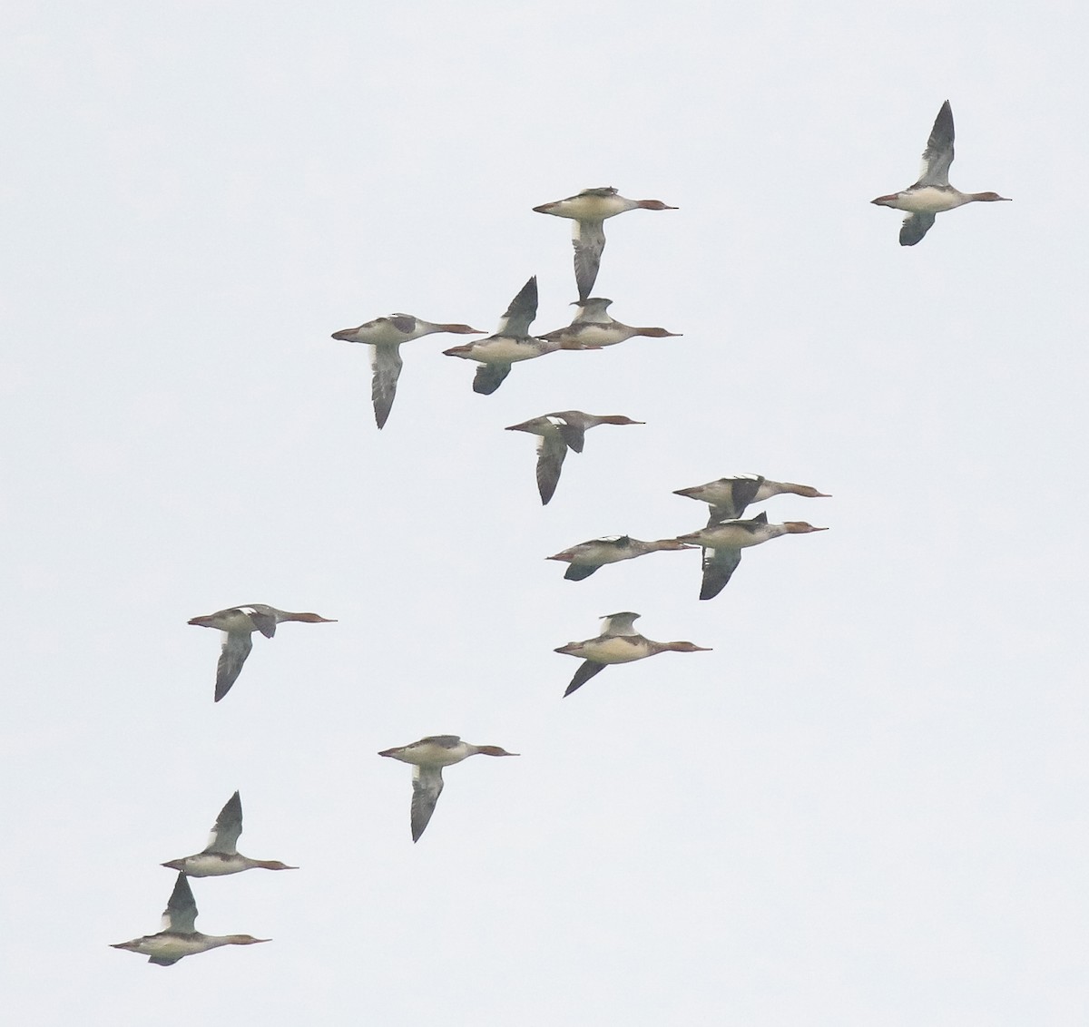 Red-breasted Merganser - ML644680850