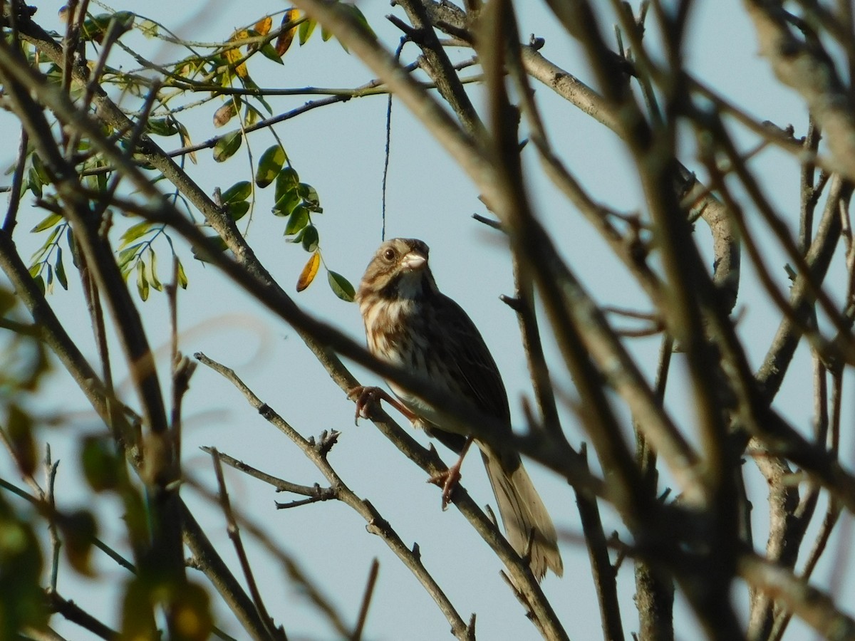 Song Sparrow - ML644680855