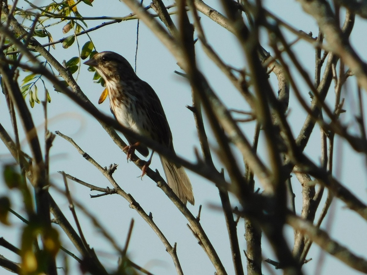 Song Sparrow - ML644680856