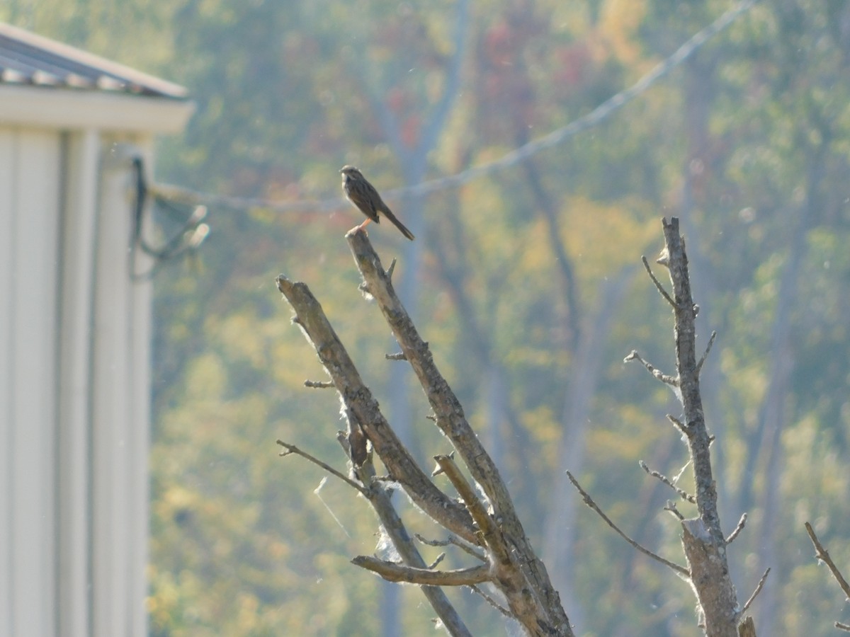 Song Sparrow - ML644680857