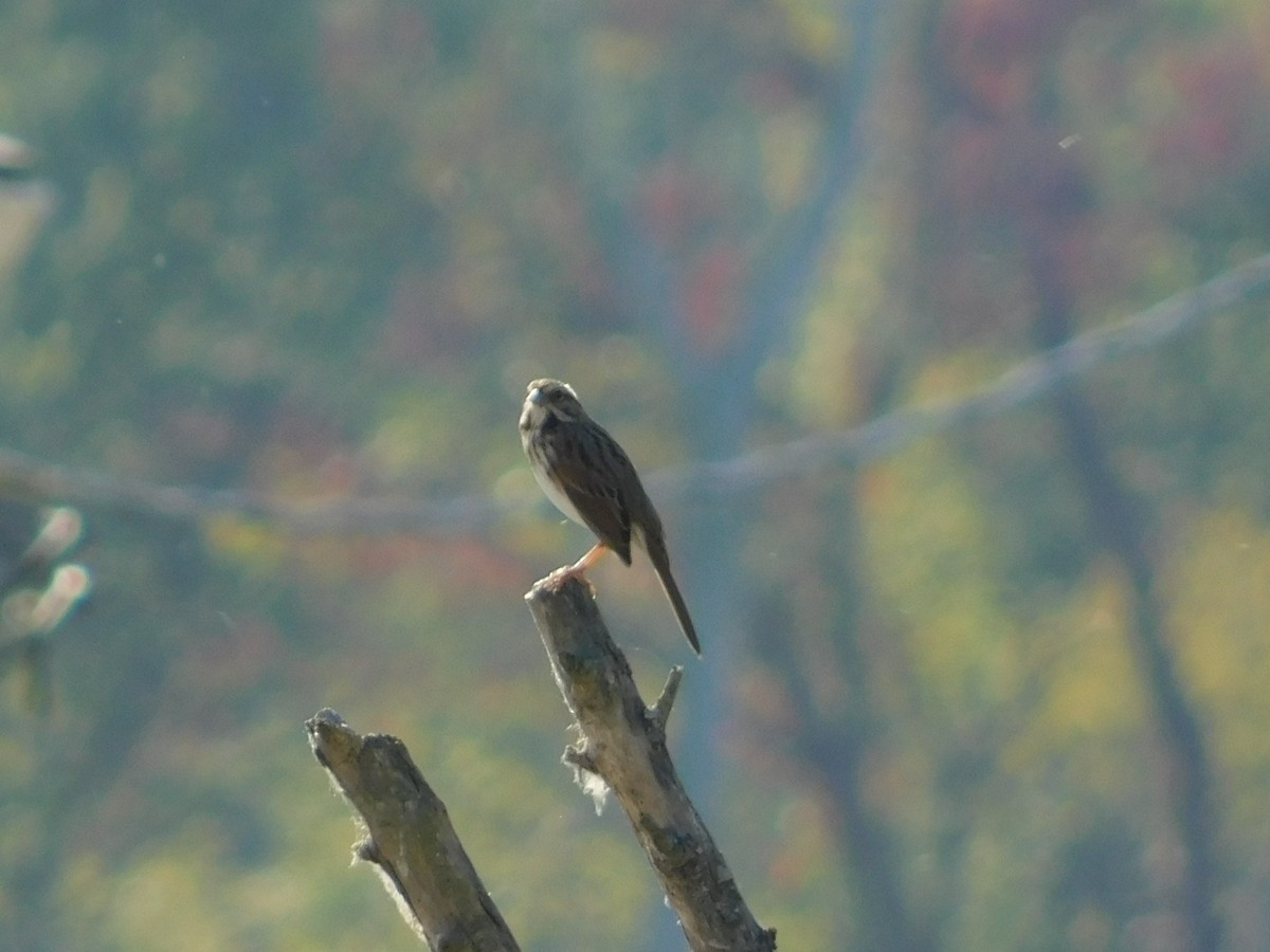 Song Sparrow - ML644680858