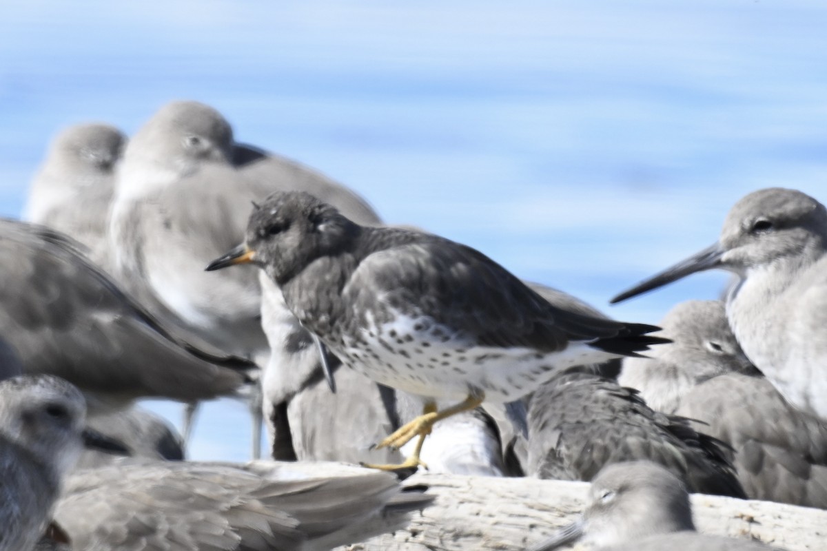 brottsnipe - ML644680862