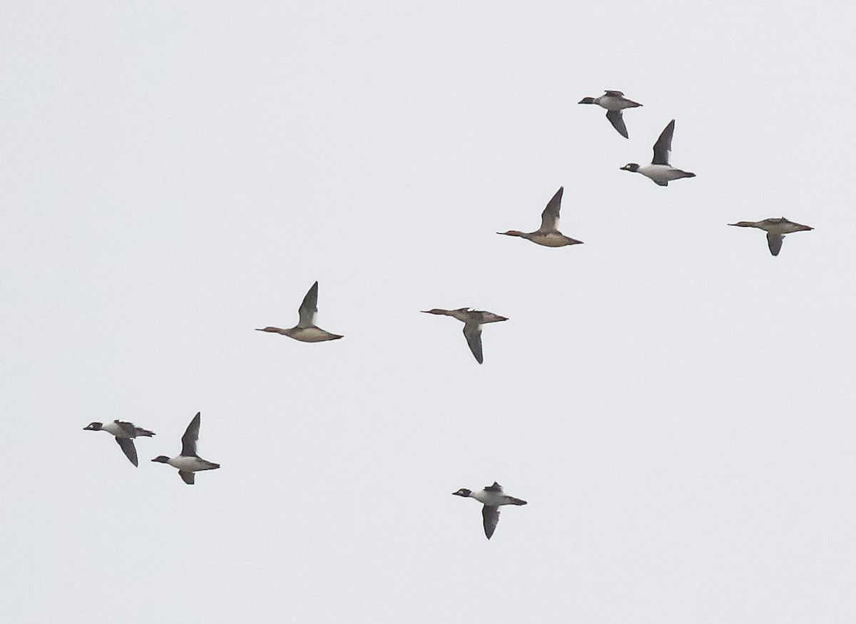 Red-breasted Merganser - ML644680864