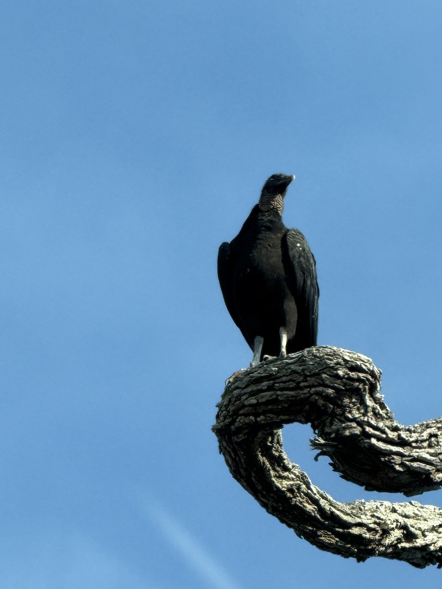 Rabengeier - ML644680875