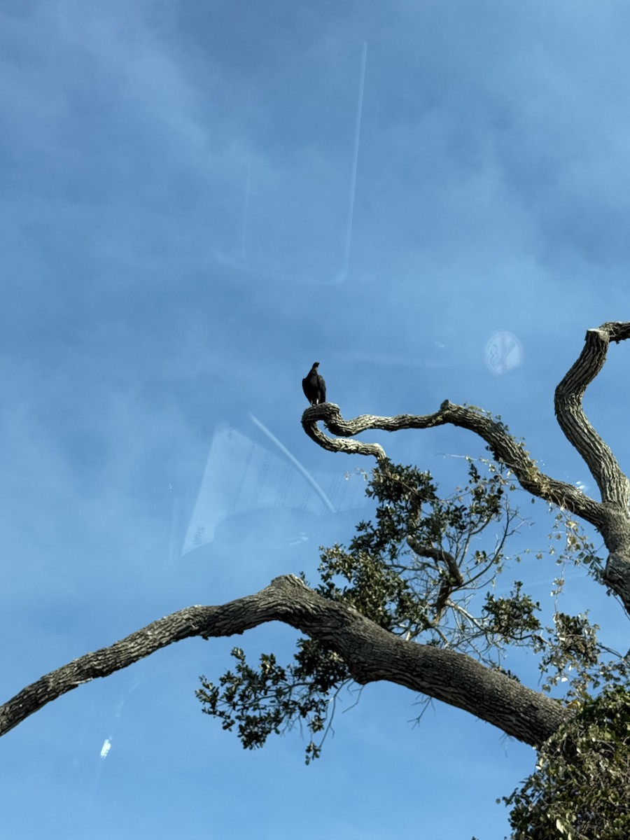 Rabengeier - ML644680876