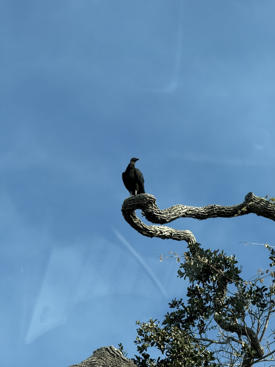 Rabengeier - ML644680877