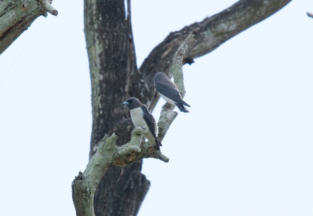 Grand Langrayen - ML644680879