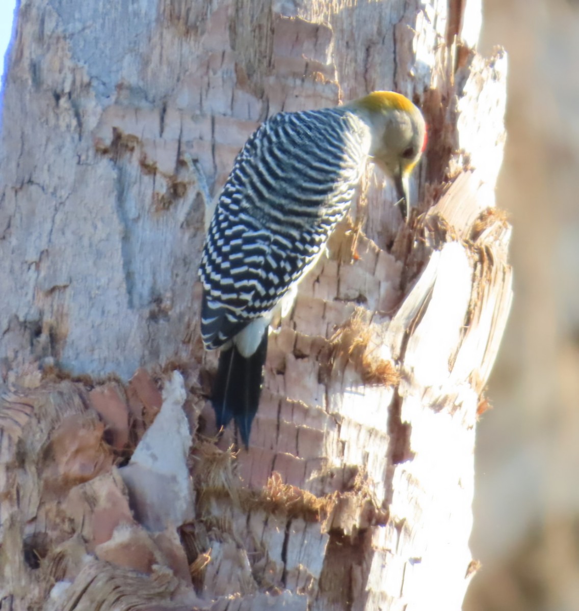 Goldstirnspecht - ML644680880