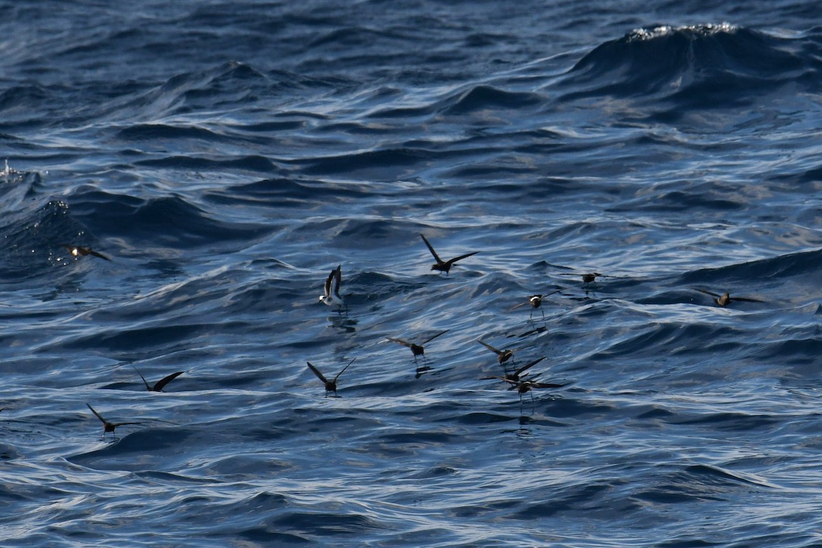 Weißgesicht-Sturmschwalbe - ML644680882