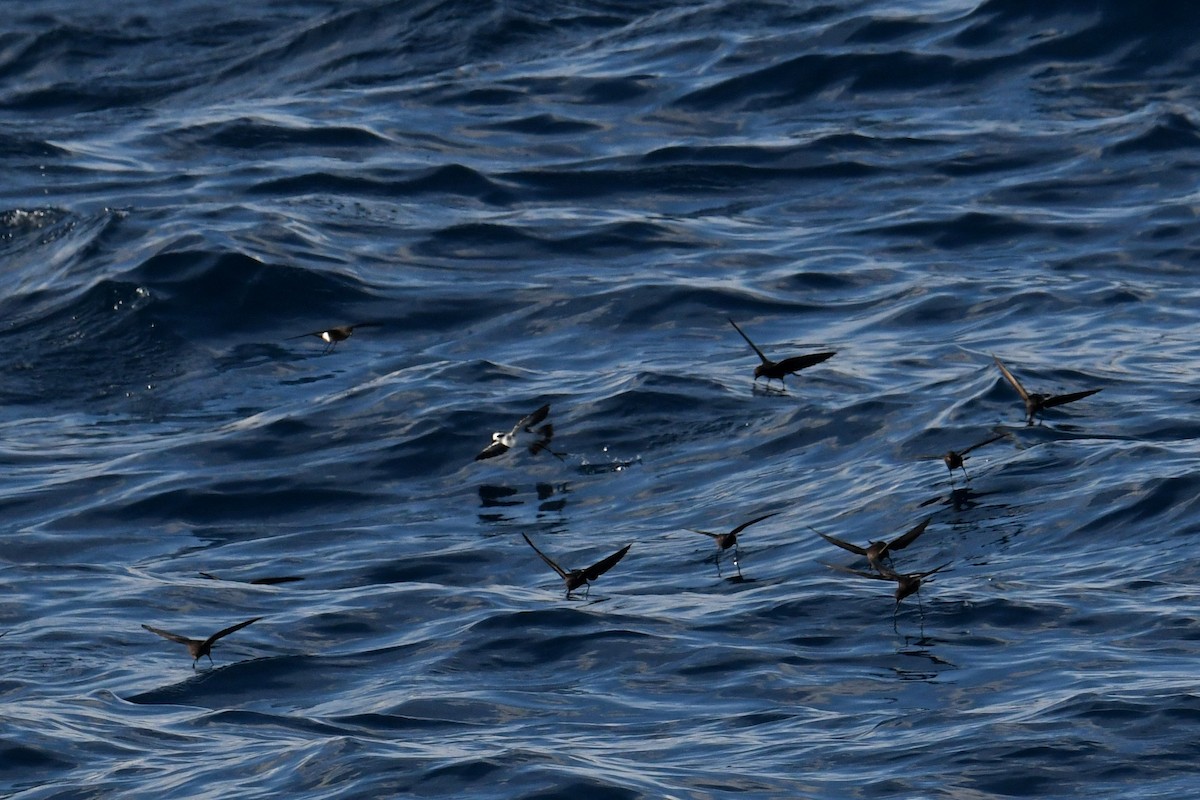 Weißgesicht-Sturmschwalbe - ML644680883