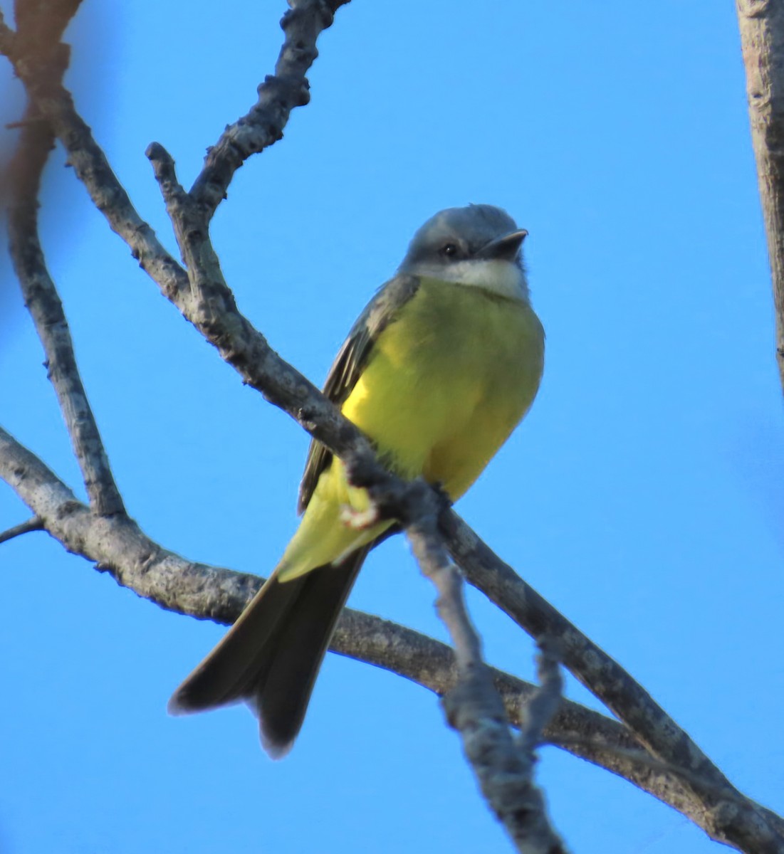 Trauerkönigstyrann - ML644680884