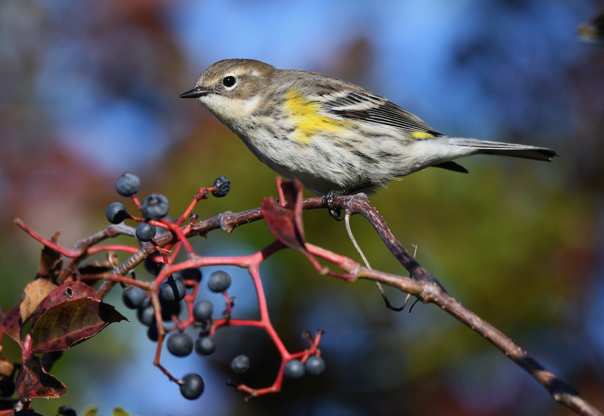 Kronenwaldsänger - ML644680896